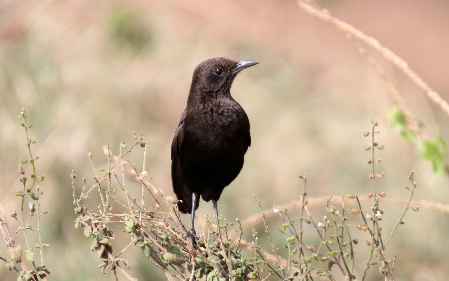 Black Chats and Allies (Myrmecocichla)