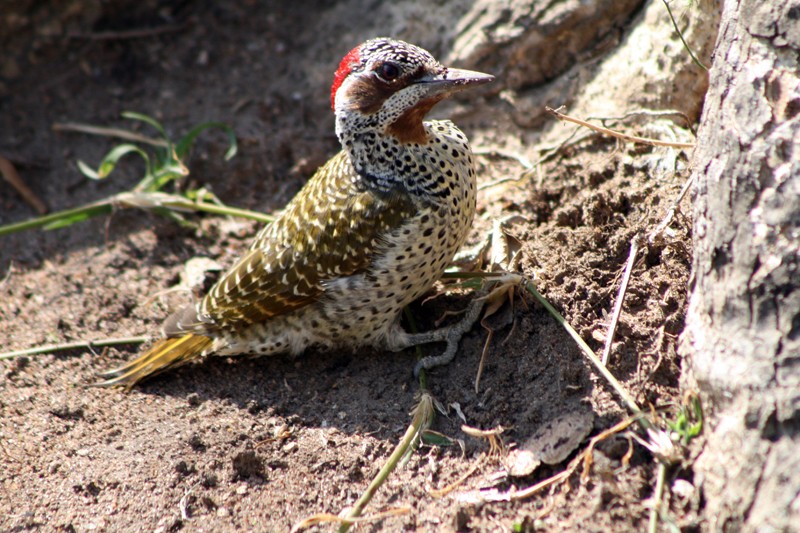 African Green Woodpeckers (Campethera)