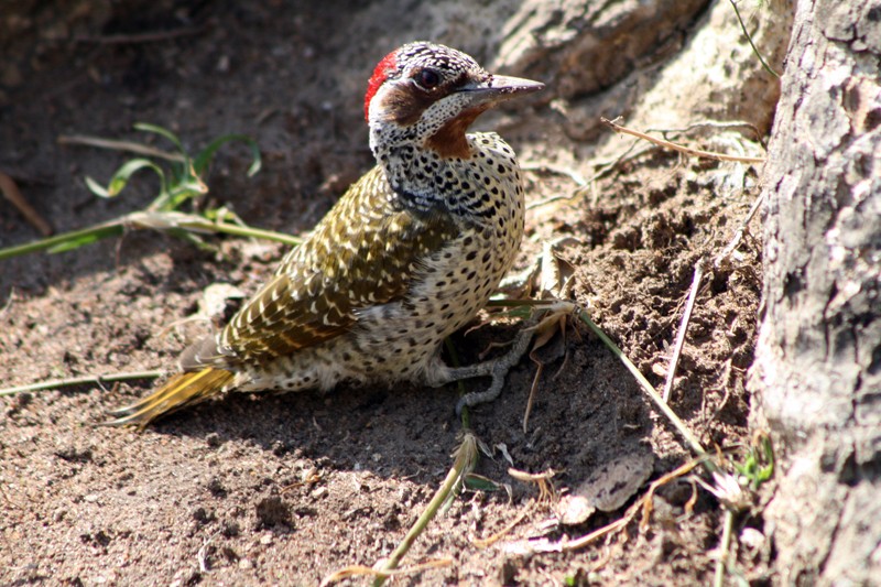 Fleckenspechte (Campethera)