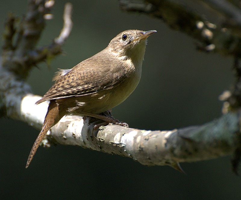 Troglodytes (Troglodytes)