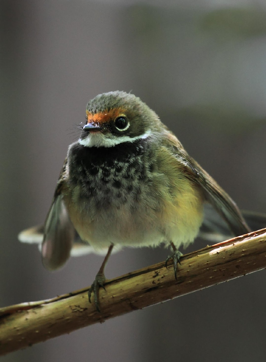 Vuurstuitwaaierstaart (Rhipidura rufifrons)