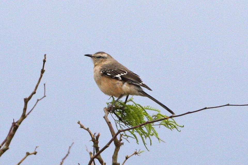 Patagonian Mockingbird (Mimus patagonicus)