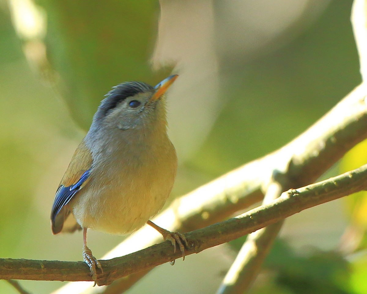 Red-tailed Minla and Rufous-backed Sibia (Minla)