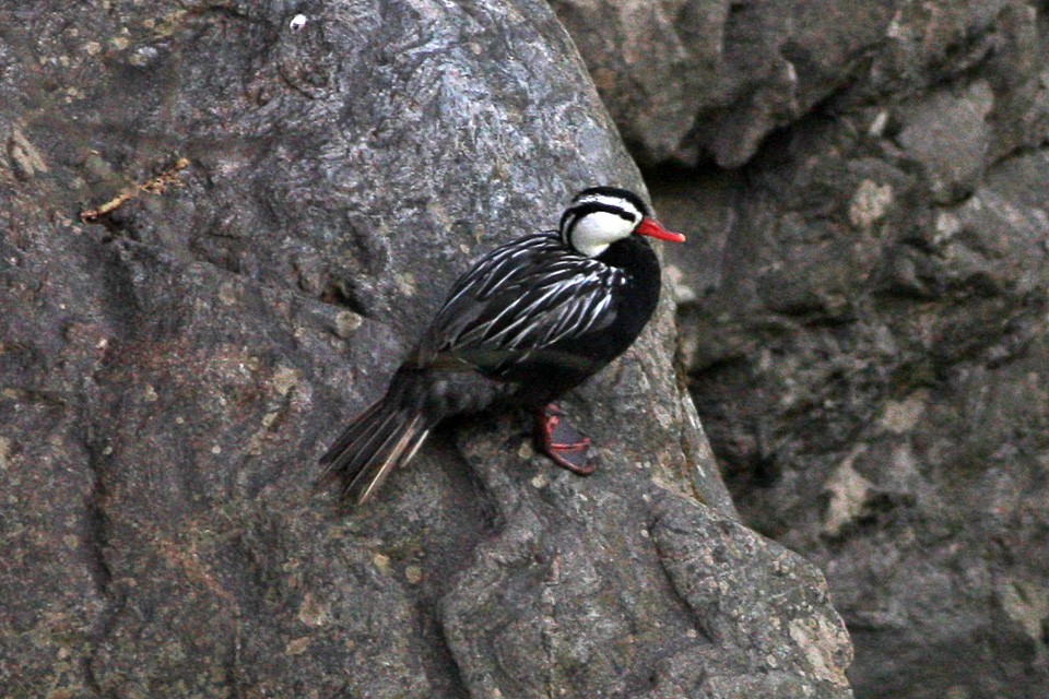 Sturzbachente (Merganetta armata)