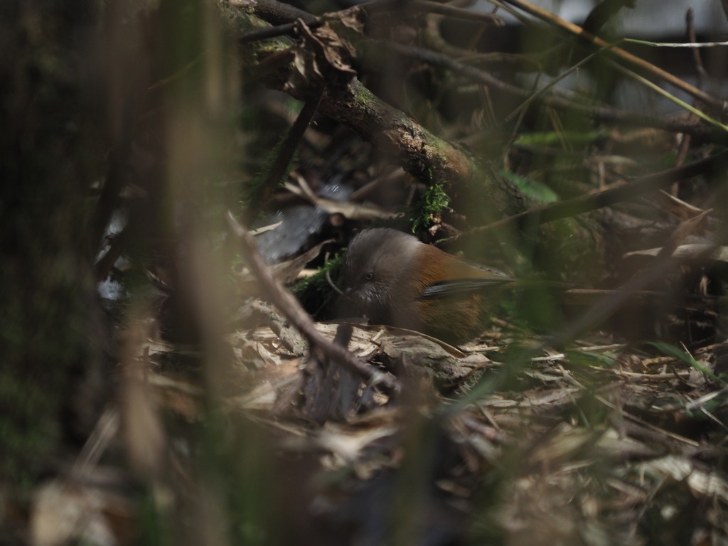 Fulvetta (Fulvetta)