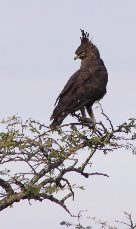 Long-crested Eagle (Lophaetus)