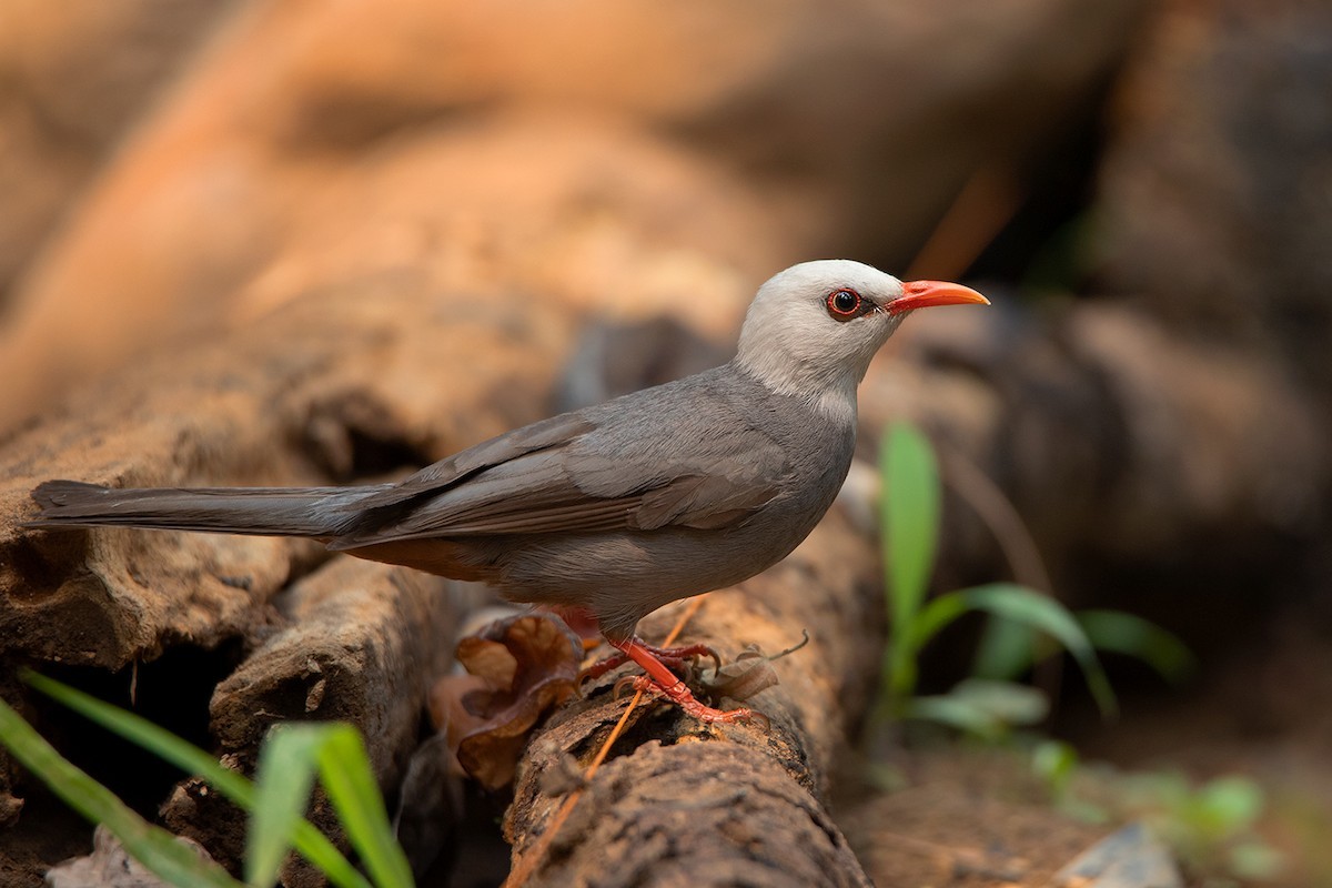 Cerasophila (Cerasophila)