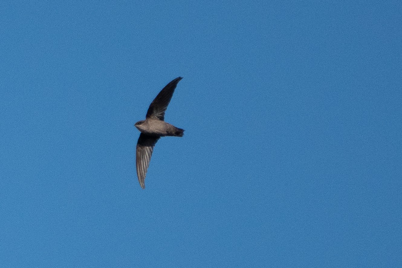 New World Needle-tailed Swifts (Chaetura)