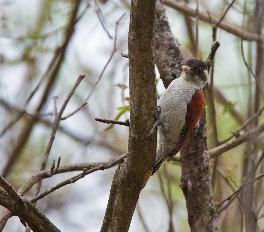 Scarlet-backed Woodpecker (Veniliornis callonotus)