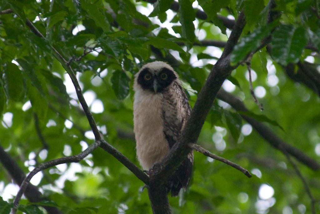 Neotropical Spectacled Owls (Pulsatrix)
