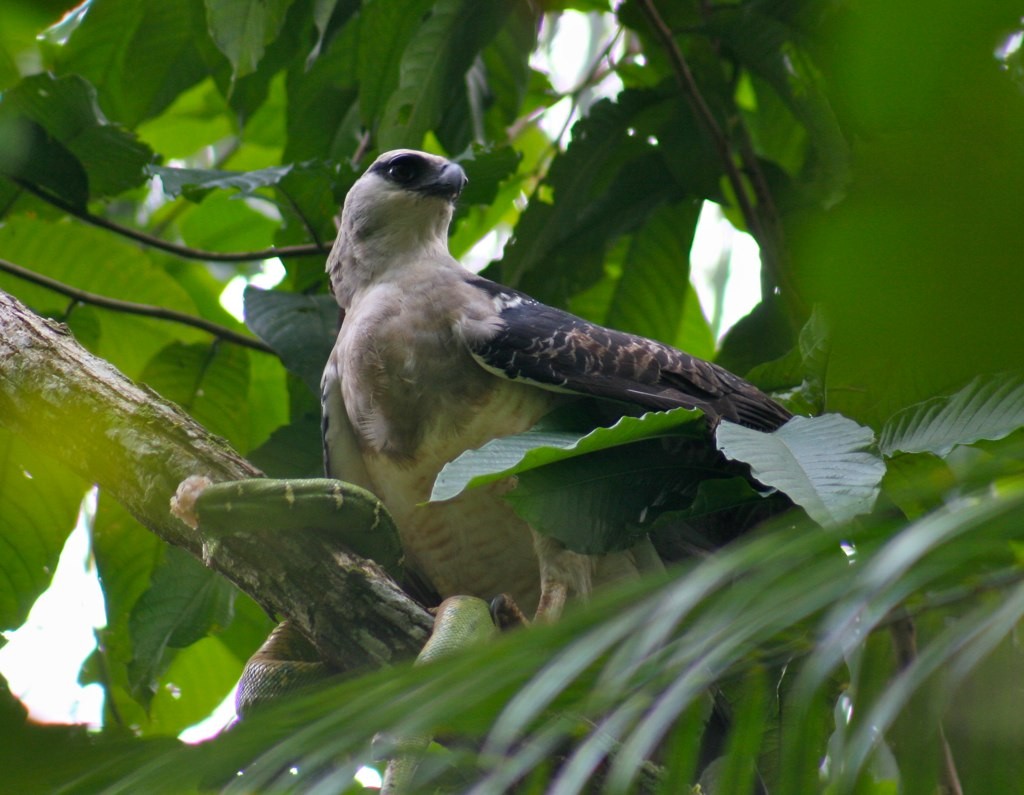 ヒメオウギワシ (Morphnus guianensis)