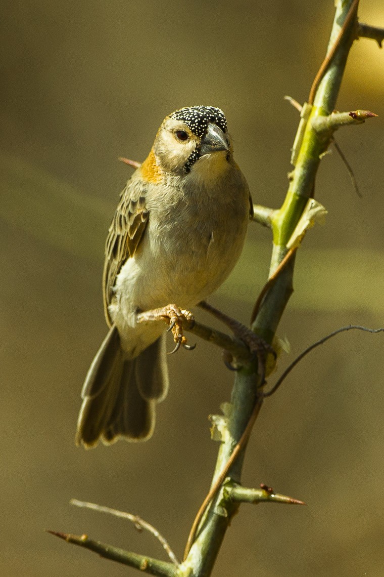 Tecelão-de-fronte-pintada (Sporopipes frontalis)