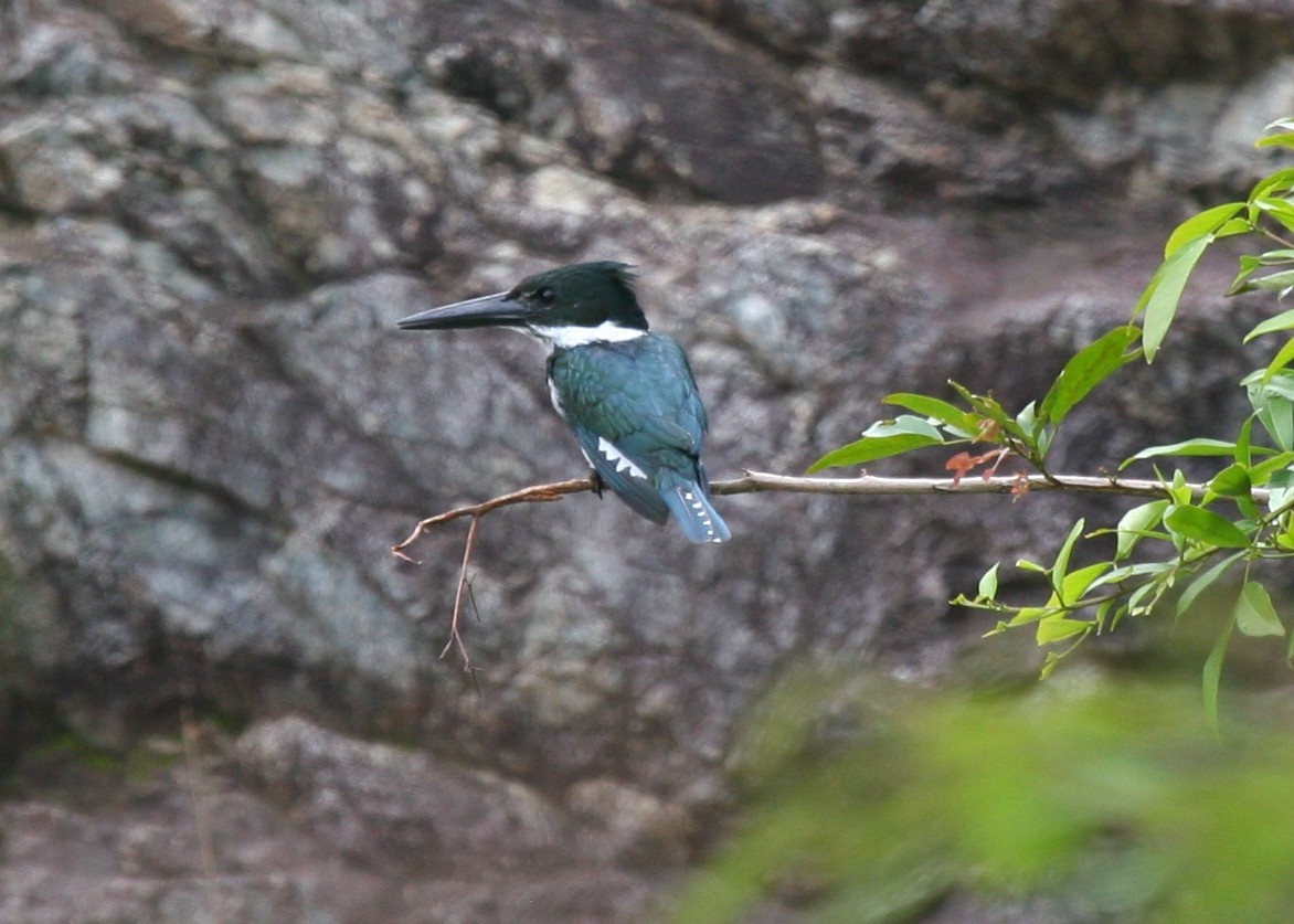 Martin-pêcheur d'Amazonie (Chloroceryle amazona)