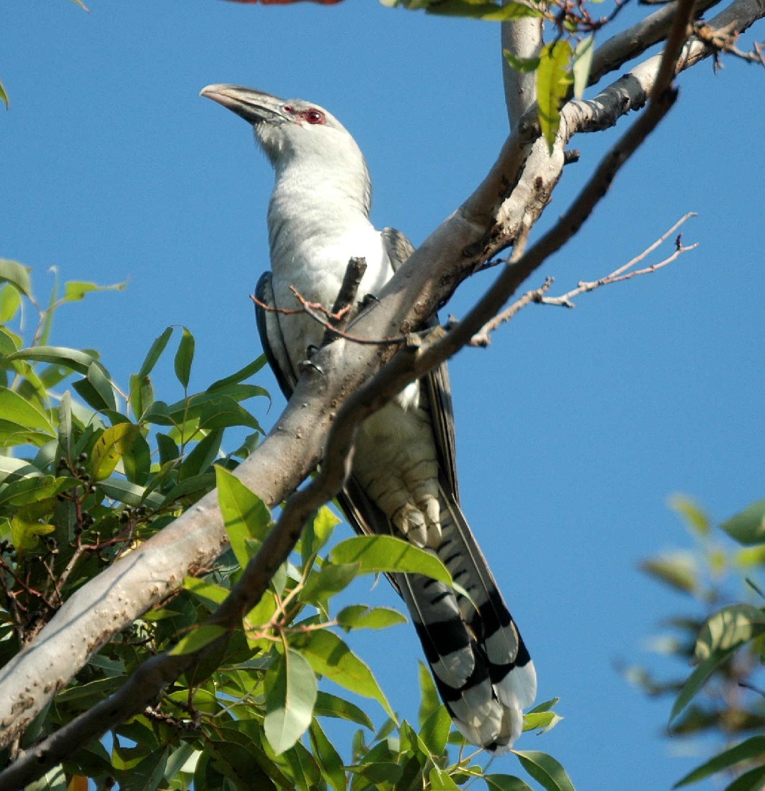 Channel-billed Cuckoo (Scythrops)