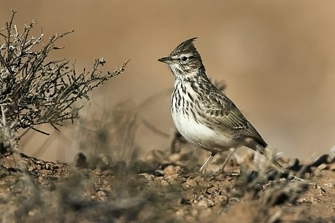 Thekla's Lark (Galerida theklae)