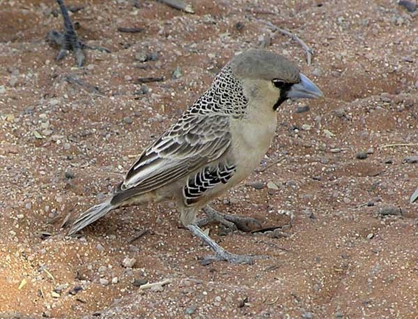 Tecelão-sociável (Philetairus socius)