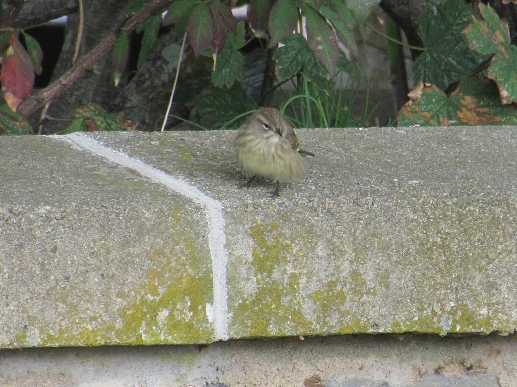 Palm warbler (Setophaga palmarum palmarum)