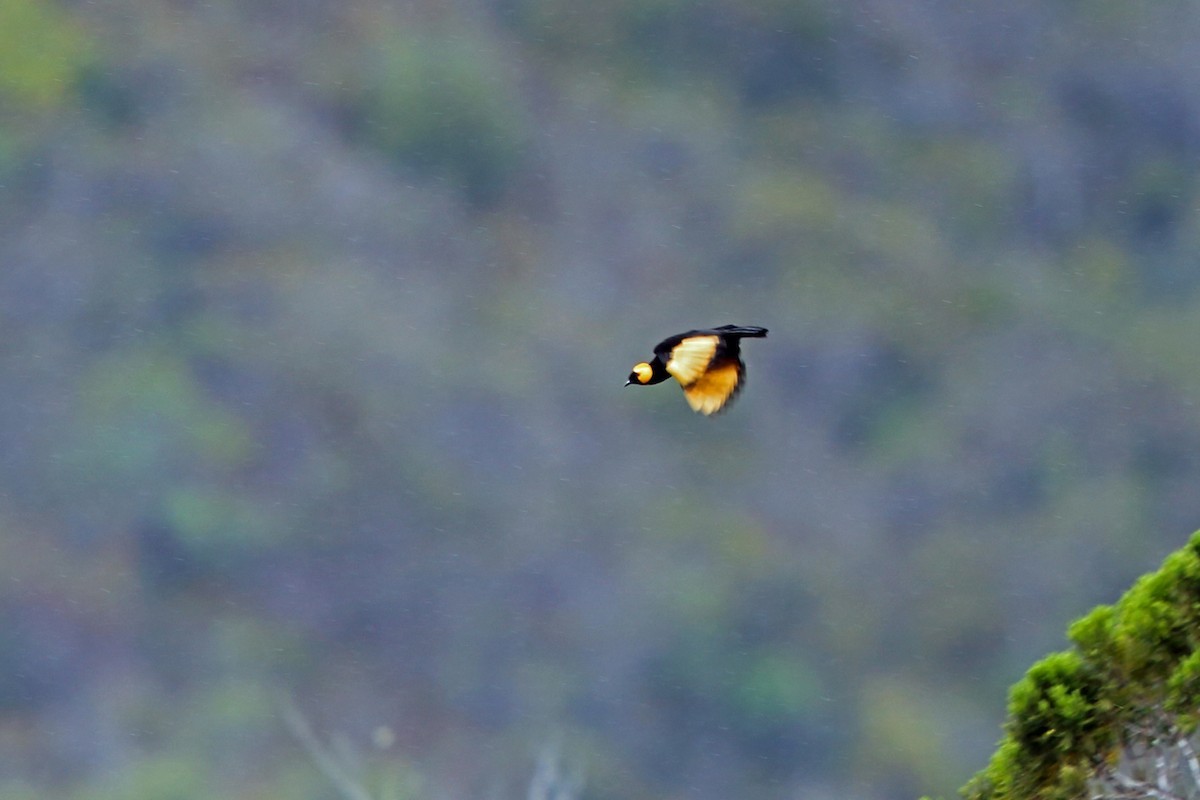 Papa-mel-carunculado-papua (Macgregoria pulchra)