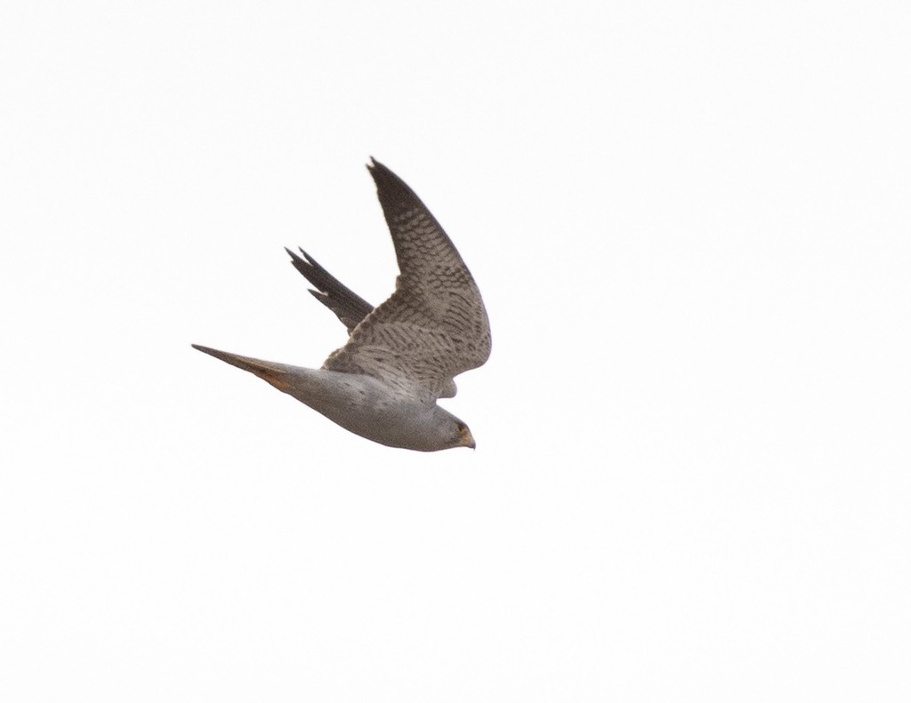 Grey Falcon (Falco hypoleucos)