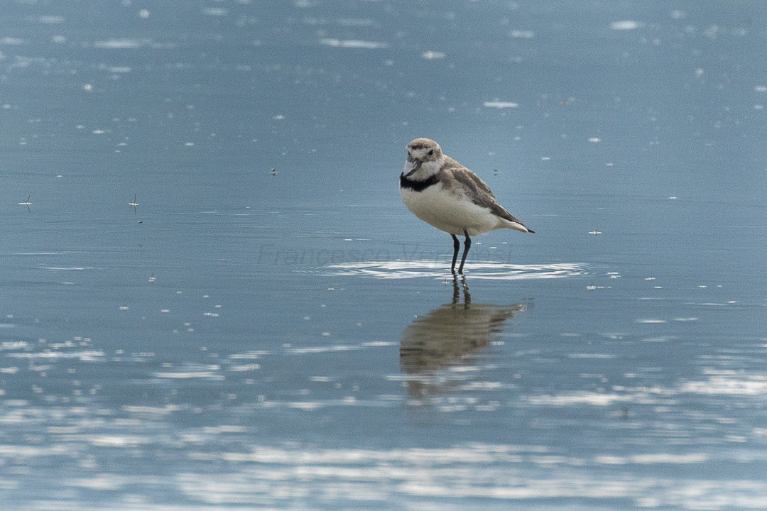 彎嘴鴴 (Anarhynchus frontalis)