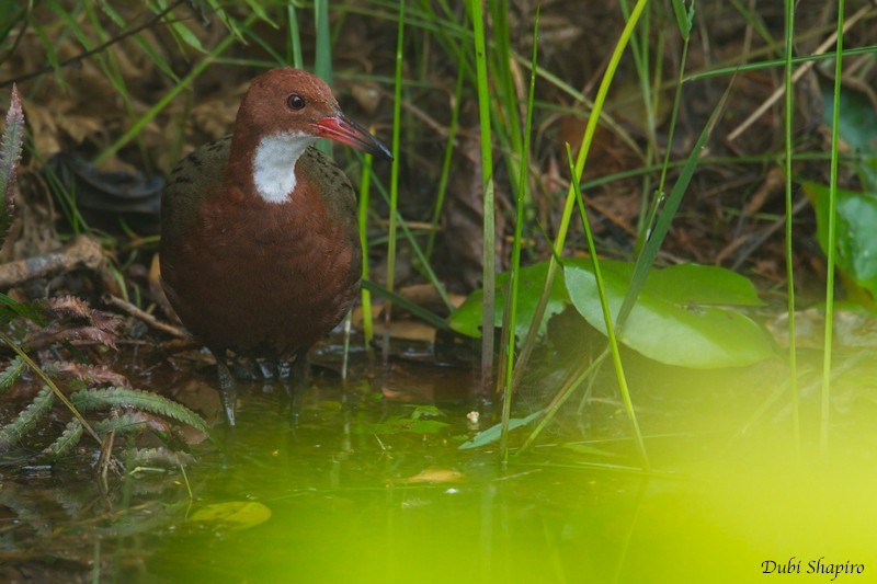 White-throated Rail (Dryolimnas cuvieri)