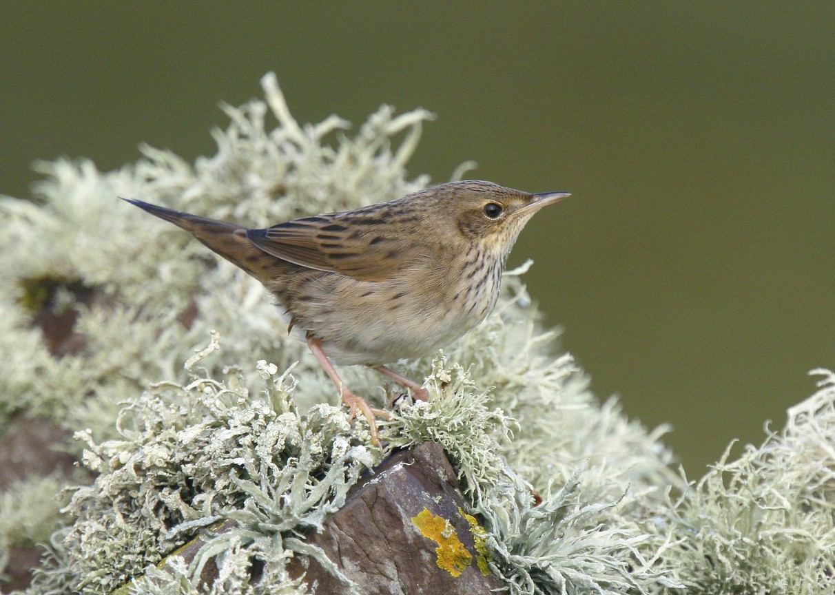 Buscarla Lanceolada Locustella Lanceolata Picture Bird