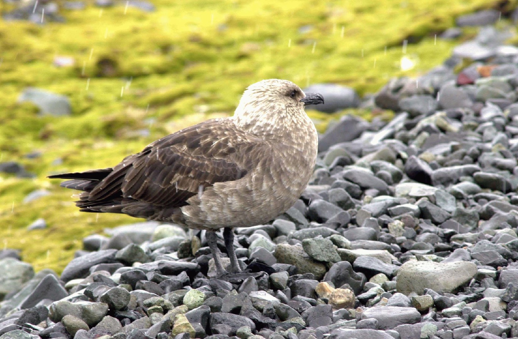 South Polar Skua (Stercorarius maccormicki)