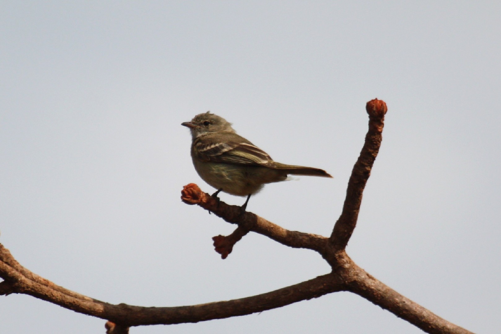 Guaracava-de-topete-uniforme (Elaenia cristata)