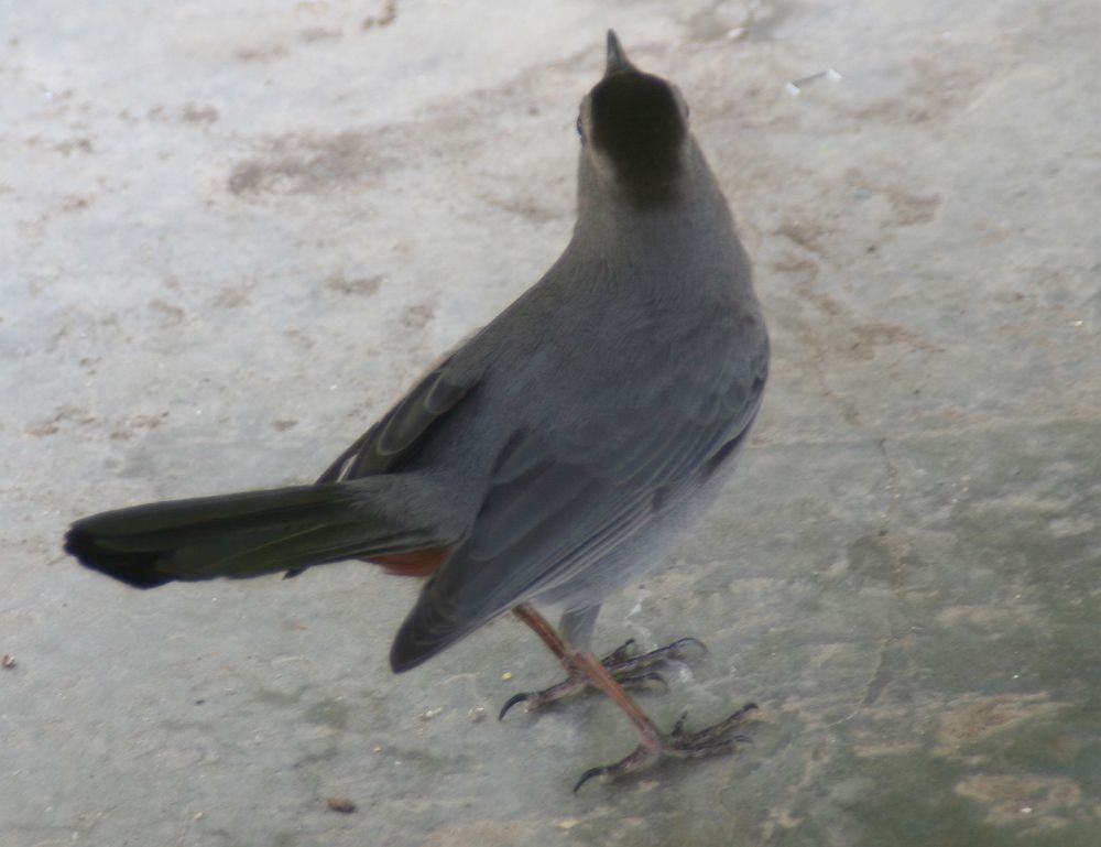 Кошачий пересмешник (Dumetella carolinensis)