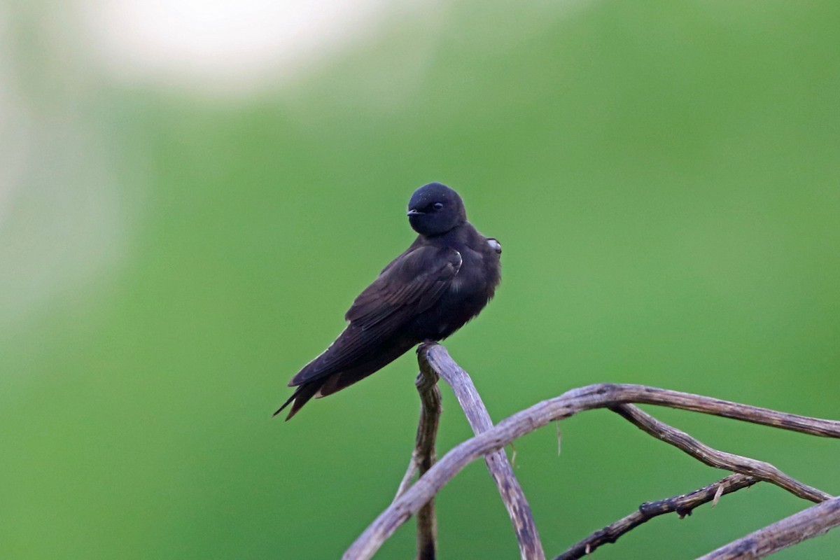 Golondrina negra (Psalidoprocne pristoptera)