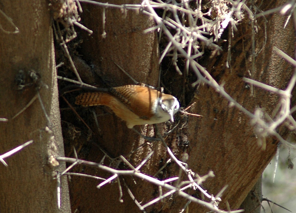 Superciliated Wren (Cantorchilus superciliaris)