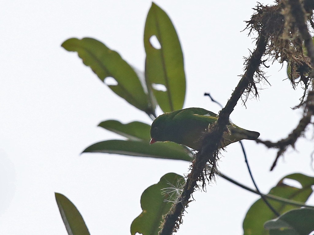 Chlorophonia flavirostris (Chlorophonia flavirostris)