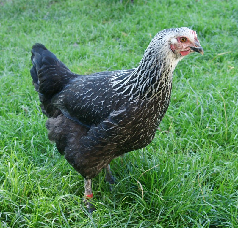 Gallus gallus domesticus 'Marans' (Gallus gallus domesticus 'Marans')