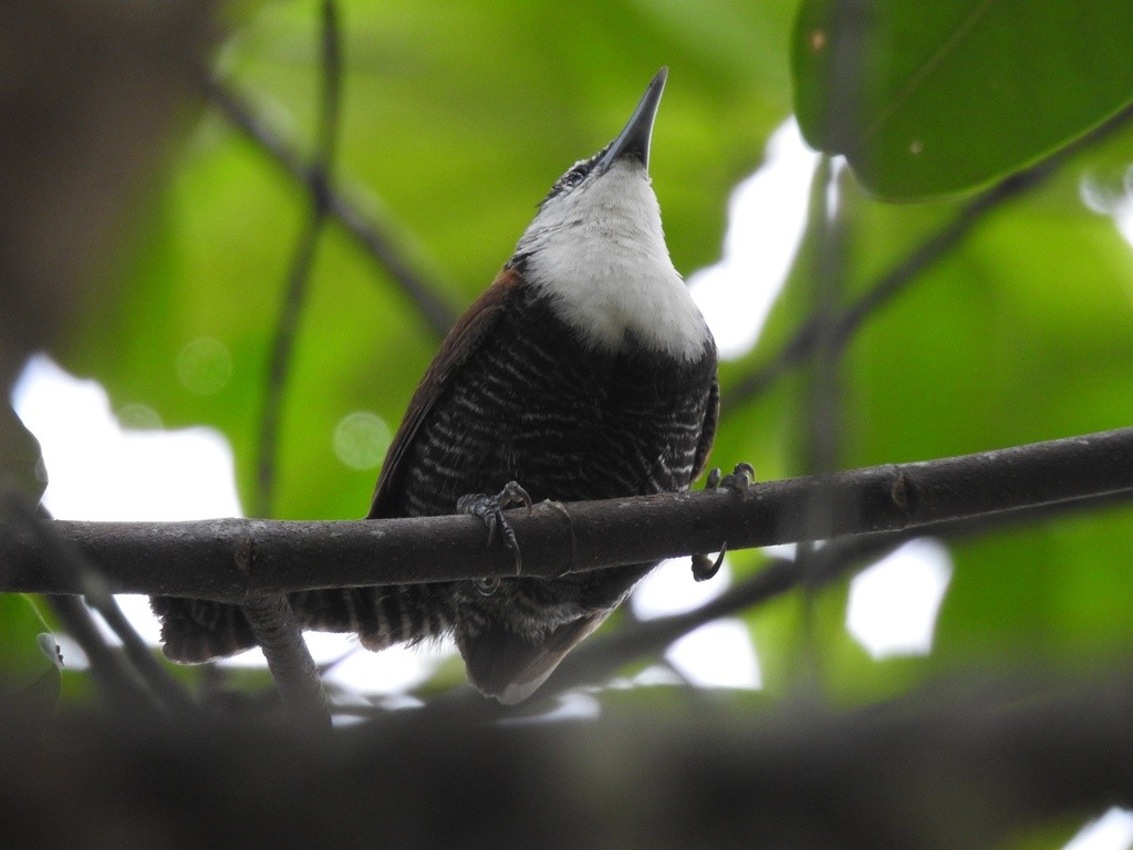 Cucarachero ventrinegro (Pheugopedius fasciatoventris)