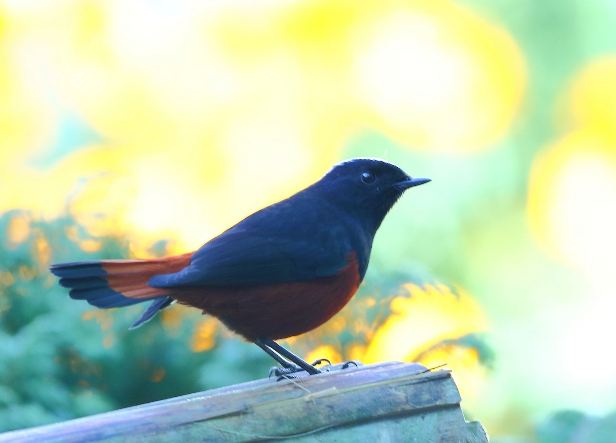 白頂溪鴝 (Phoenicurus leucocephalus)