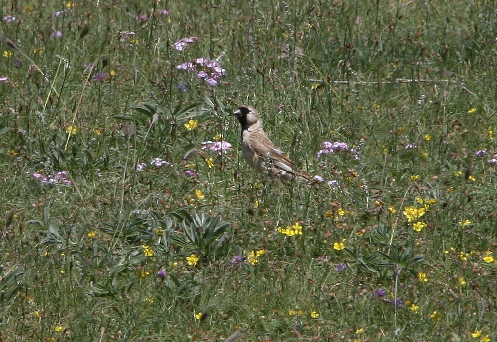 黑喉雪雀 (Pyrgilauda davidiana)