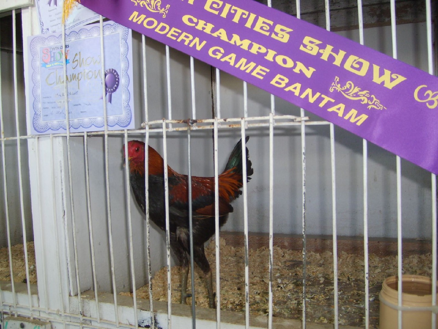 Gallus gallus domesticus 'Modern Game' (Gallus gallus domesticus 'Modern Game')