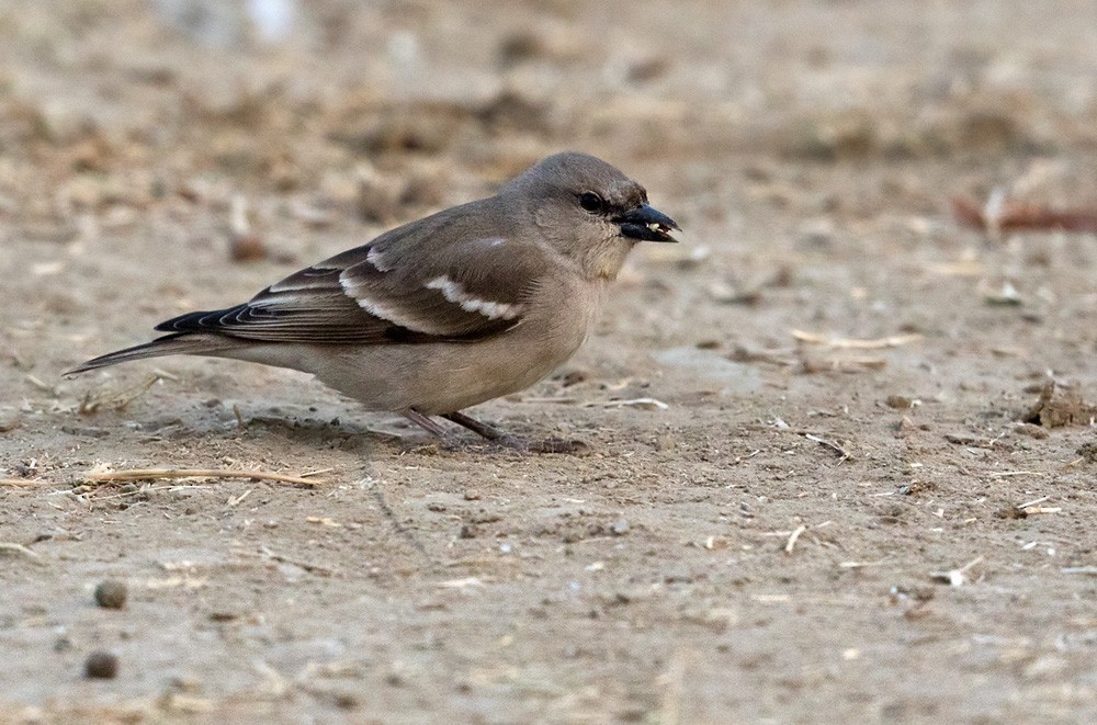 Bush Sparrows (Gymnoris)