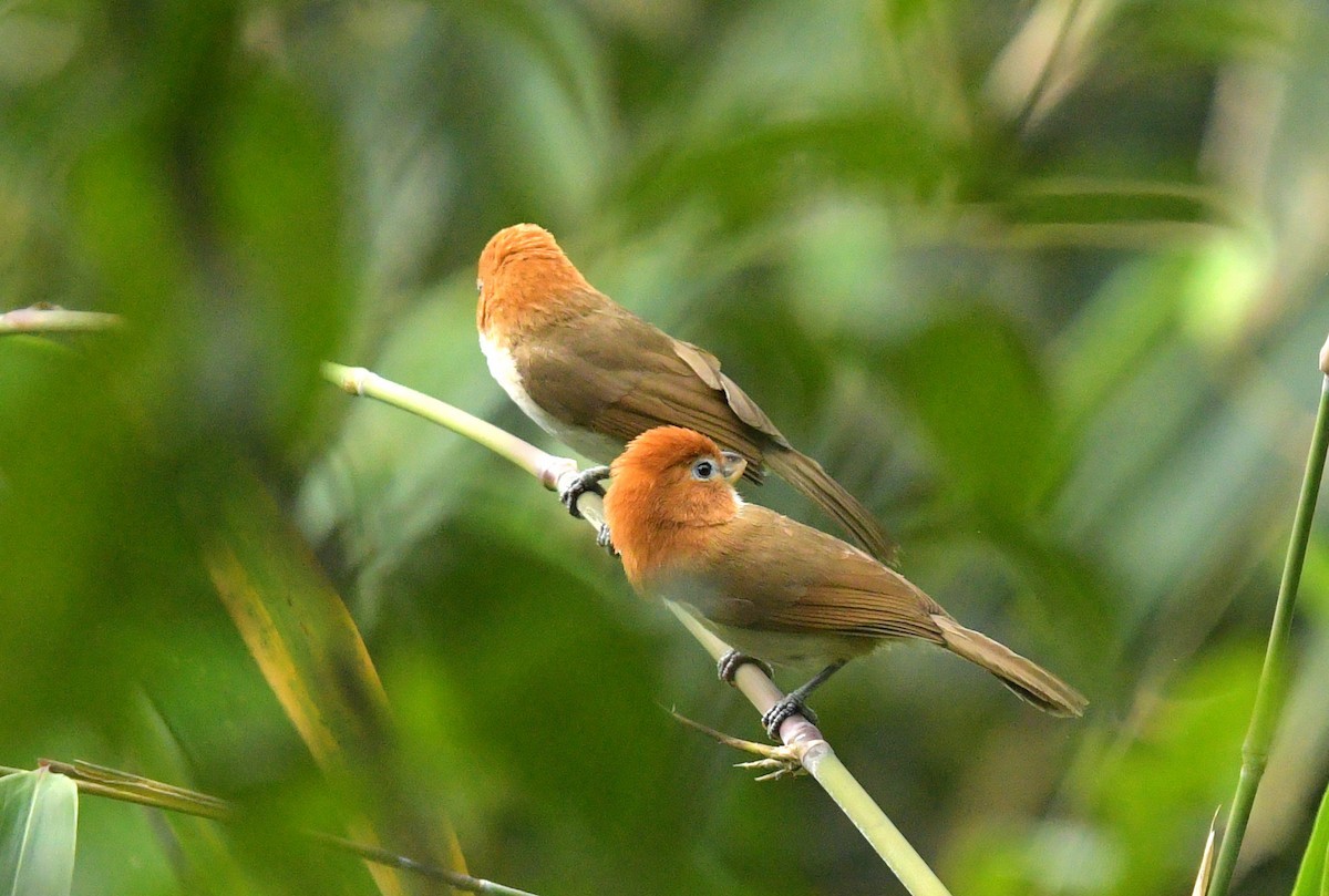 Witkeeldiksnavelmees (Chleuasicus atrosuperciliaris)