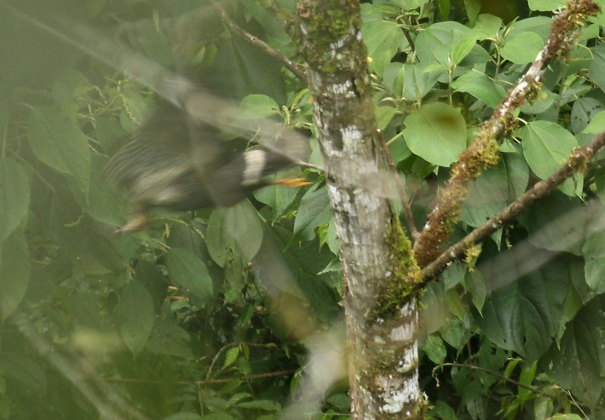 Белопоясничный канюк (Parabuteo leucorrhous)