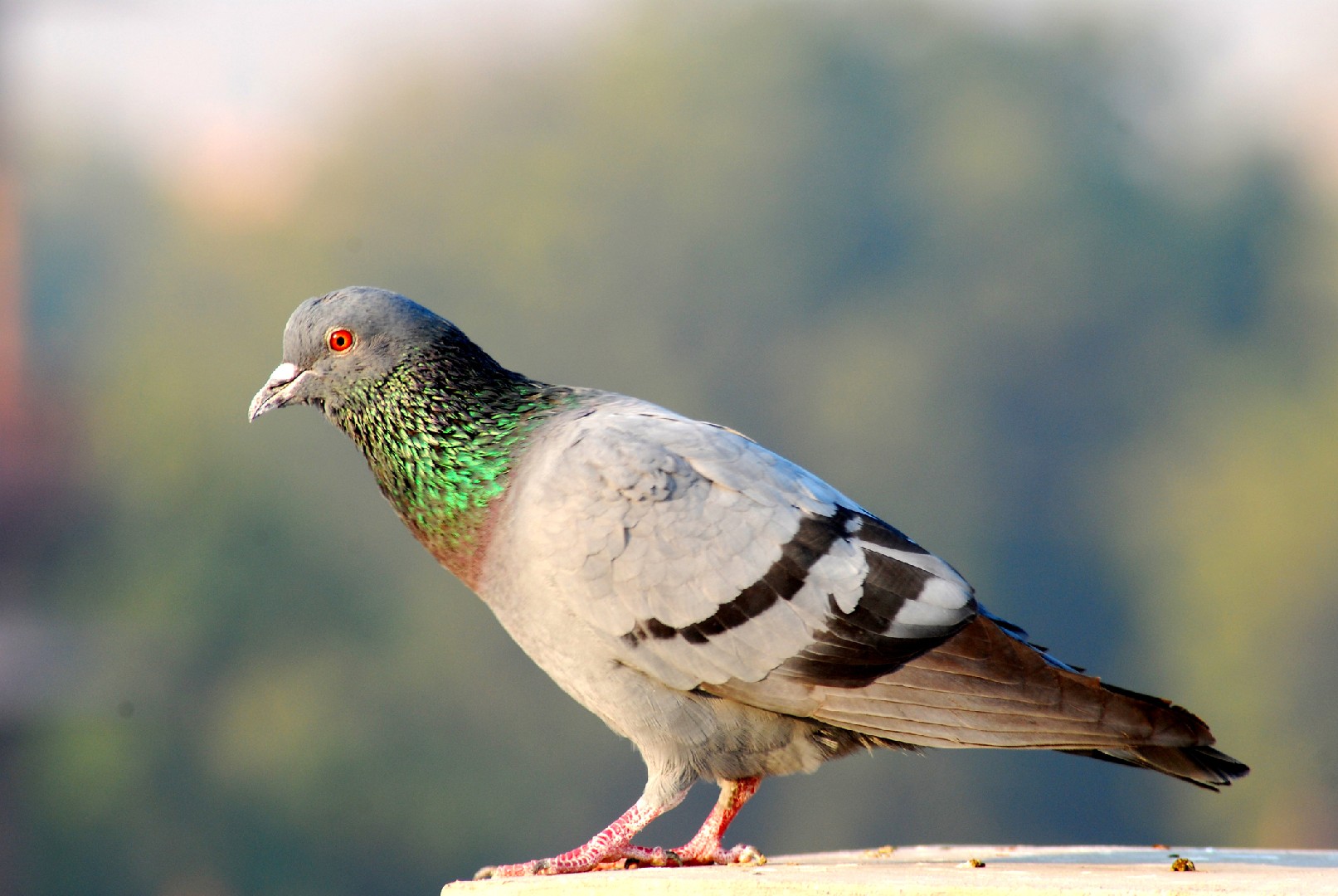 Columba livia domesticus 'Barb' (Columba livia domesticus 'Barb')