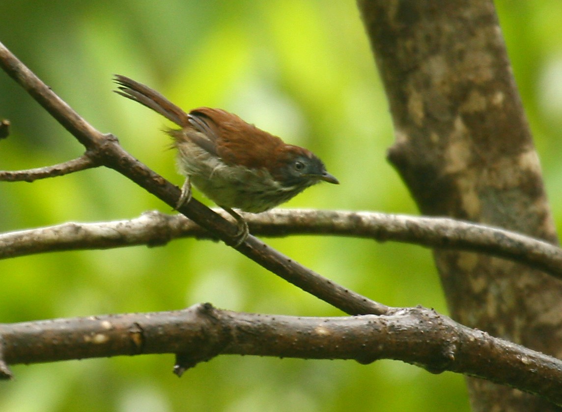 Tagarela-de-garganta-listrada (Mixornis bornensis)