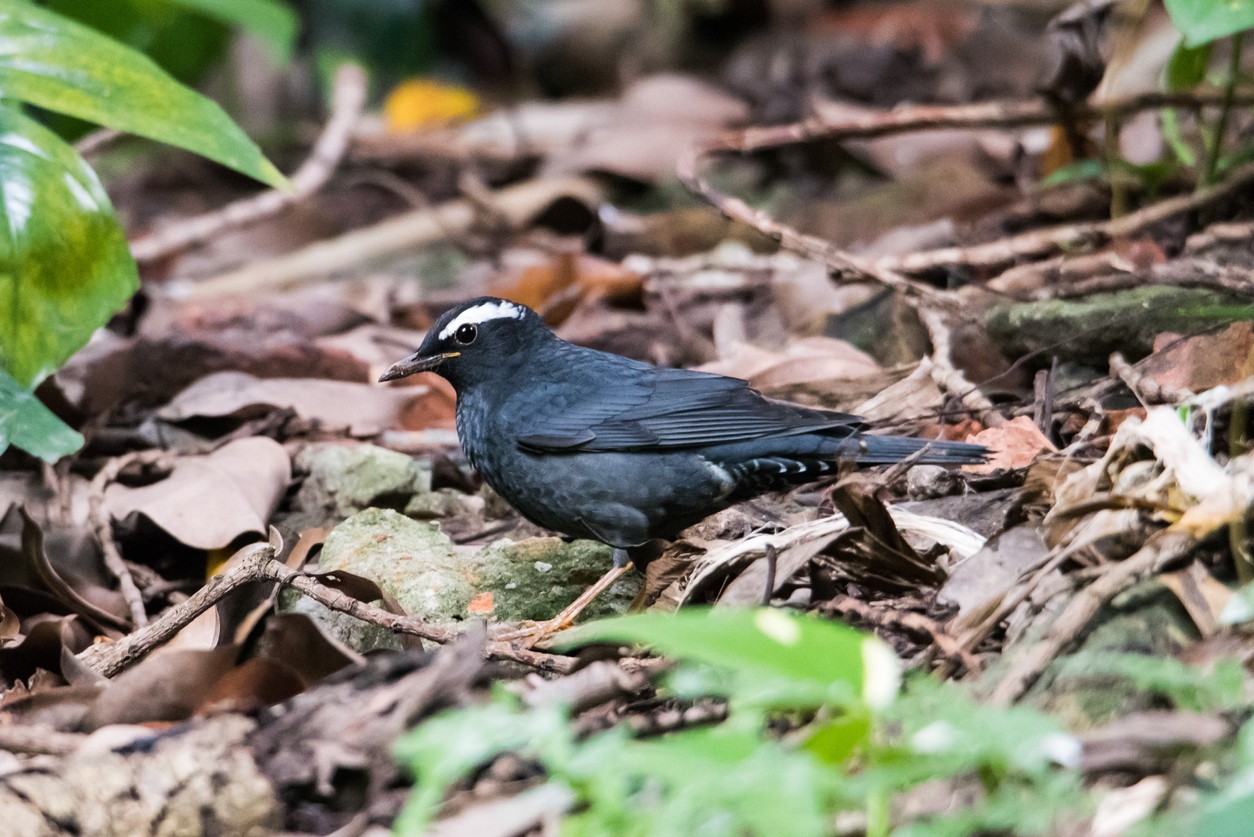 白眉地鶇 (Geokichla sibirica)