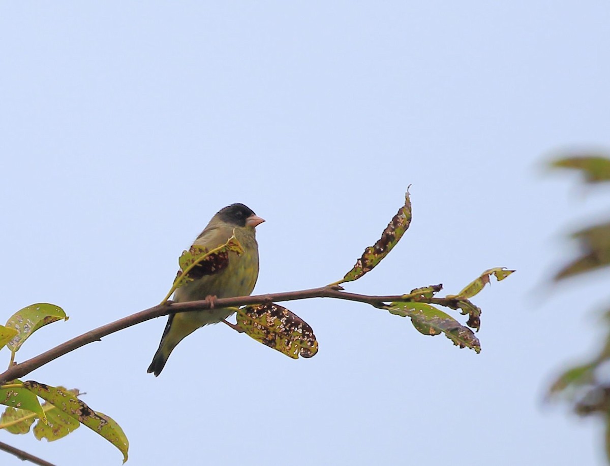 Chloris ambigua (Chloris ambigua)