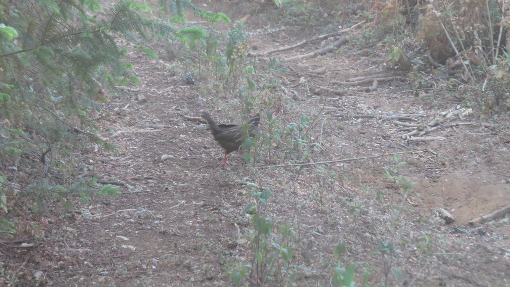 Long-tailed Wood-partridge (Dendrortyx macroura)