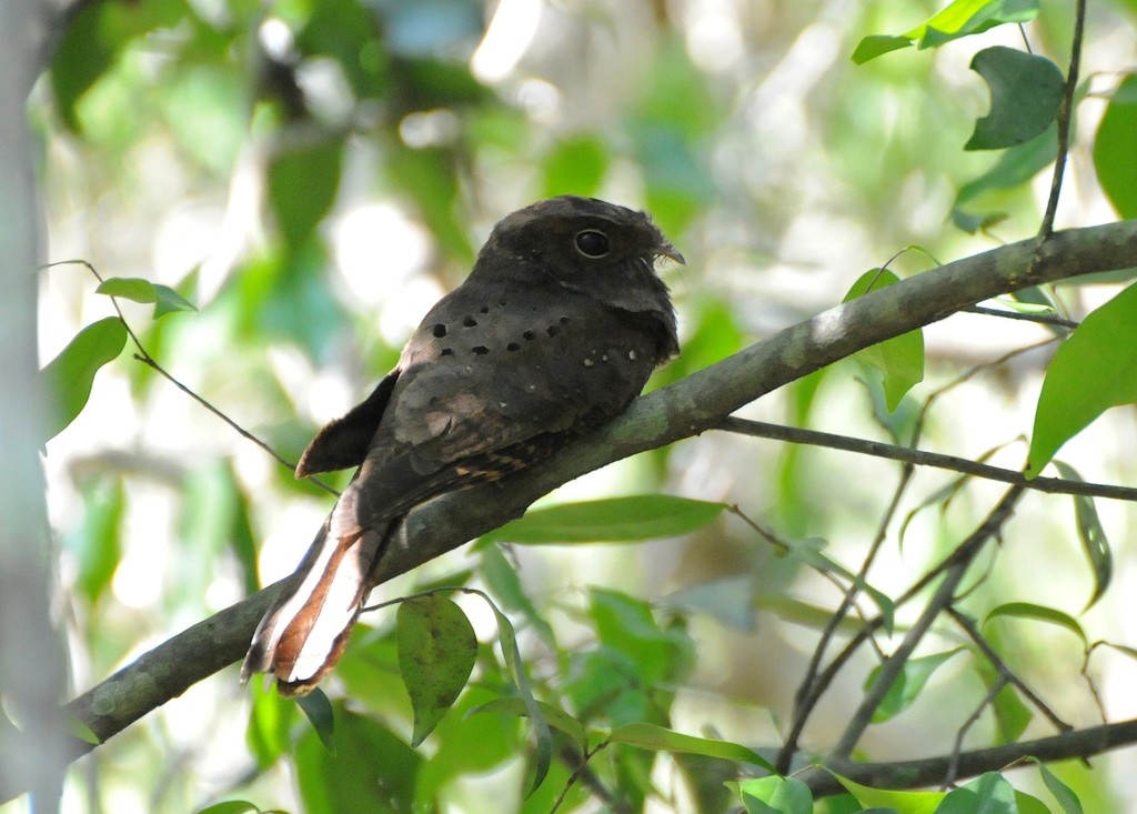 Augennachtschwalbe (Nyctiphrynus ocellatus)