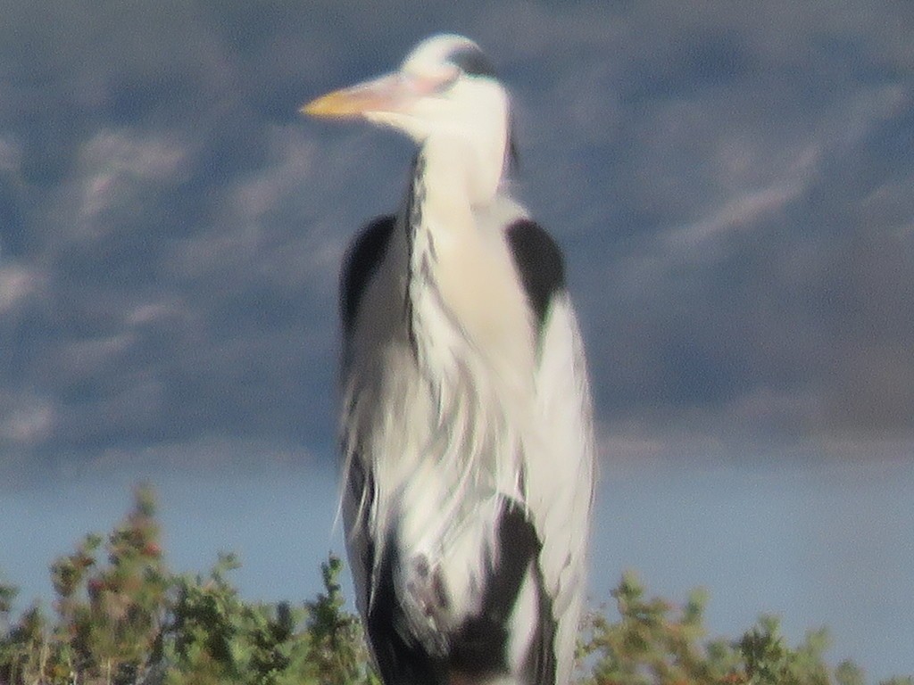 Grey heron (Ardea cinerea cinerea)