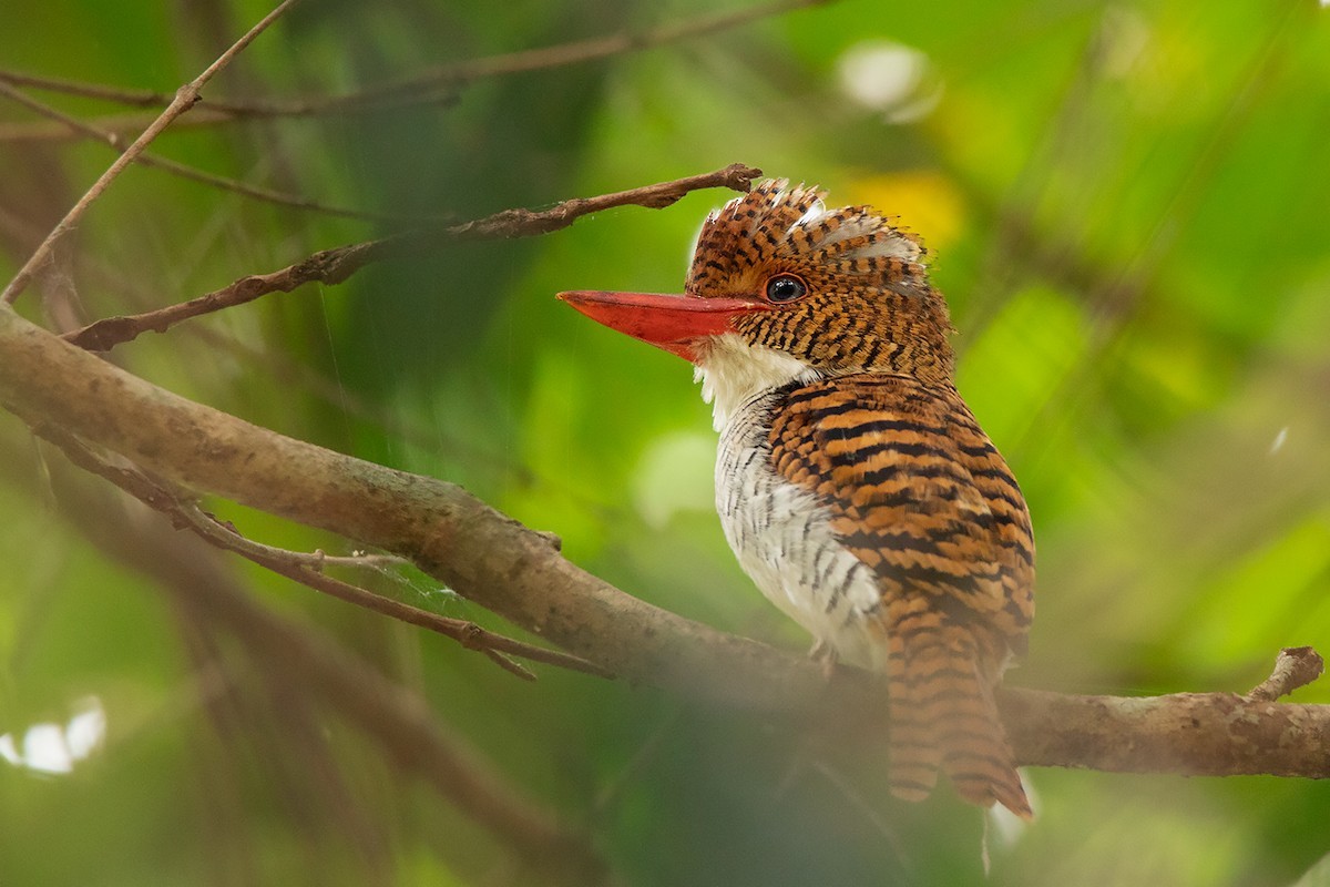 カザリショウビン (Lacedo pulchella)