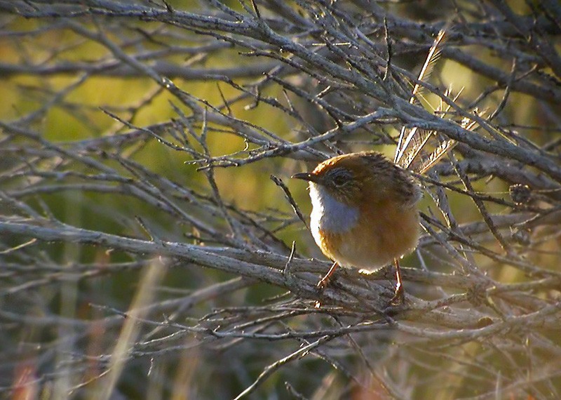 エミュームシクイ (Stipiturus malachurus)