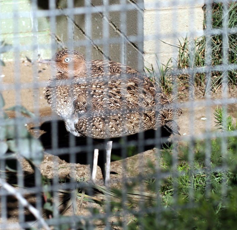 キタカンムリショウノガン (Lophotis gindiana)